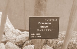 20101010 竜血樹・ドラゴンツリー、ふたたび！④