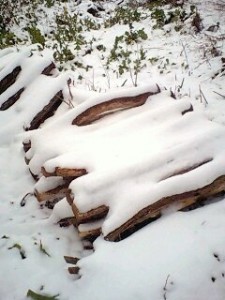 20101226 愛媛に降る雪、降らない雪④