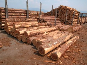 20110528 木材市場はいろいろあらざれど・・・①