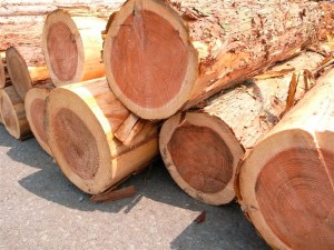 20110528 木材市場はいろいろあらざれど・・・②