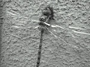 20110811 時を待つ蜻蛉（トンボ）⑤