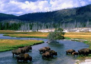 Bison ford the Firehole River in Yellowstone National Park, Wyoming