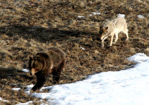Leopold wolf following grizzly bear; Doug Smith; April 2005